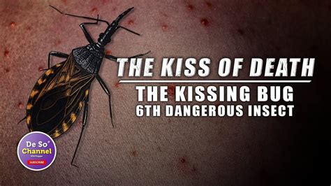 kissing bug in tagalog|ALAMIN: Mga kissing o assassin bug na masakit .
